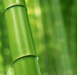 Advice From Kagoshima