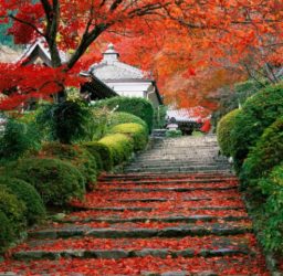 Why Is Daito-ryu Different?